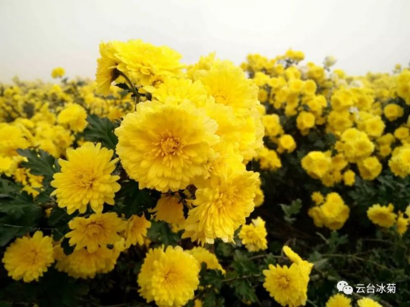 【揭秘云臺冰菊產(chǎn)業(yè)基地】歐美同學(xué)會(huì )實(shí)地考察